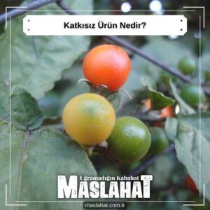 Katkısız Ürün Nedir