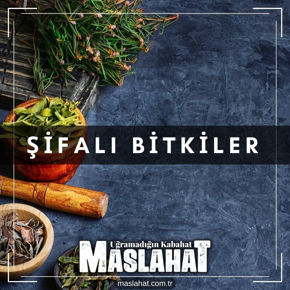 Şifalı Bitkiler