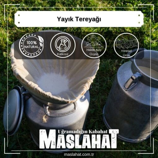 Yayık Tereyağı-3