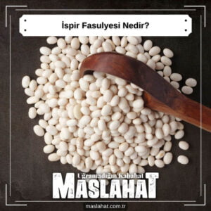 ispir Fasulyesi Nedir