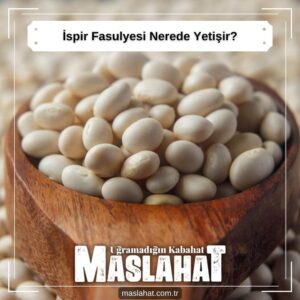 ispir Fasulyesi Nerede Yetişir