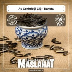 Ay Çekirdeği Çiğ - Dakota-2